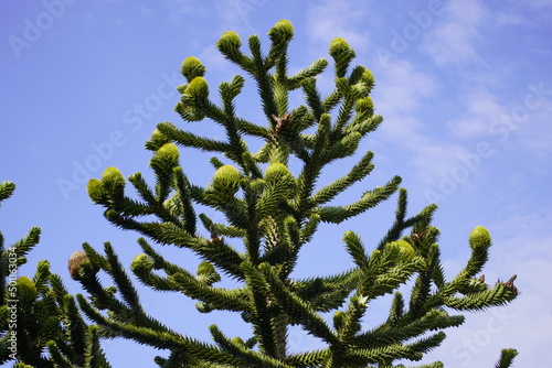 
Araucaria araucana (feminineis) an evergreen tree. growing to 1-1.5 m (3–5 ft) in diameter and 30–40 m (100–130 ft) in height. It is native to central and southern Chile
 photo