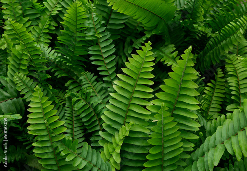 Green ferns in the forest tropical plant natural foliage leaves background