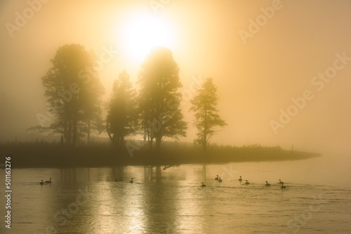Foggy morning sun light and waterfowl long the Madison river in Yellowstone National Park  photo