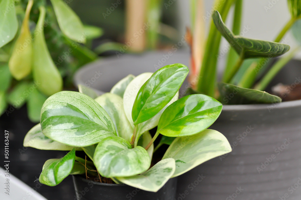Fototapeta premium Peperomia obtusifolia, Baby Rubber Plant or Pepper Face or PIPERACEAE.