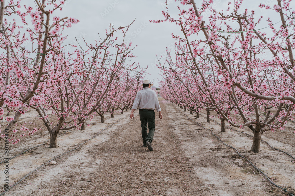 Anonymous farmer walking along apricot trees Anonymous farmer walking along apricot trees