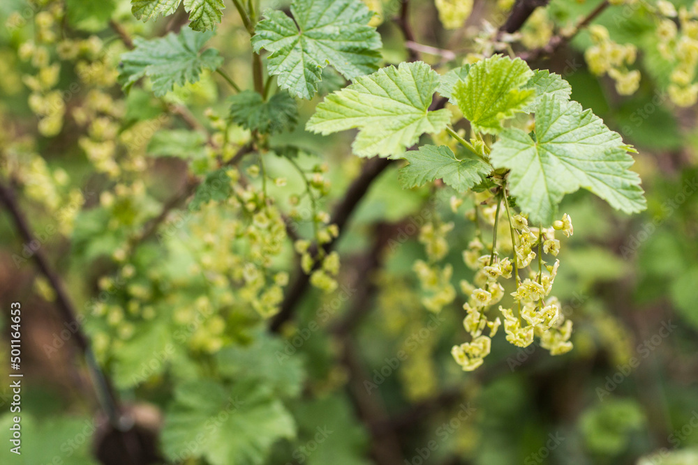 Fototapeta premium Groseilliers en fleurs