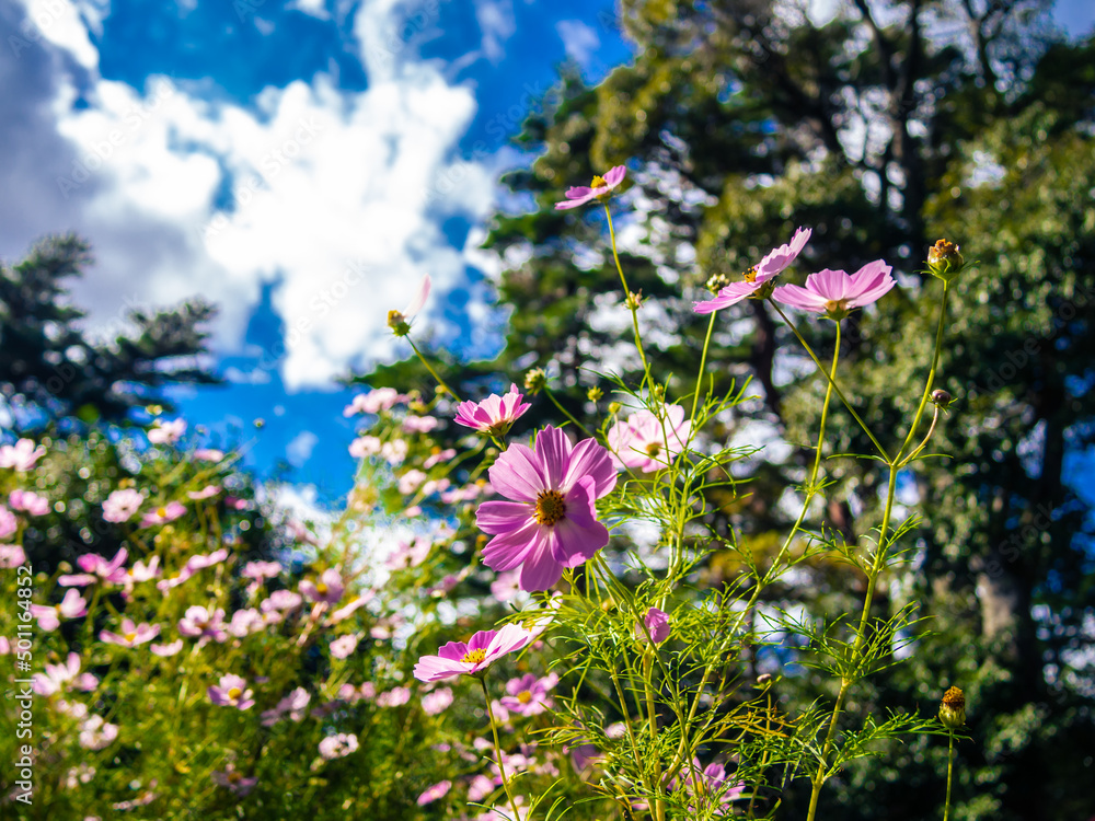 Fototapeta premium 公園に咲くコスモスの花