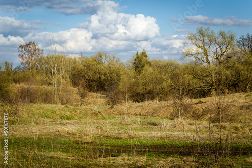 forest in the autumn