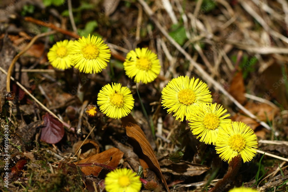 Blooming wild coltsfoot in early spring in nature during a sunny day. Blooming wild coltsfoot in early spring in nature during a sunny day.