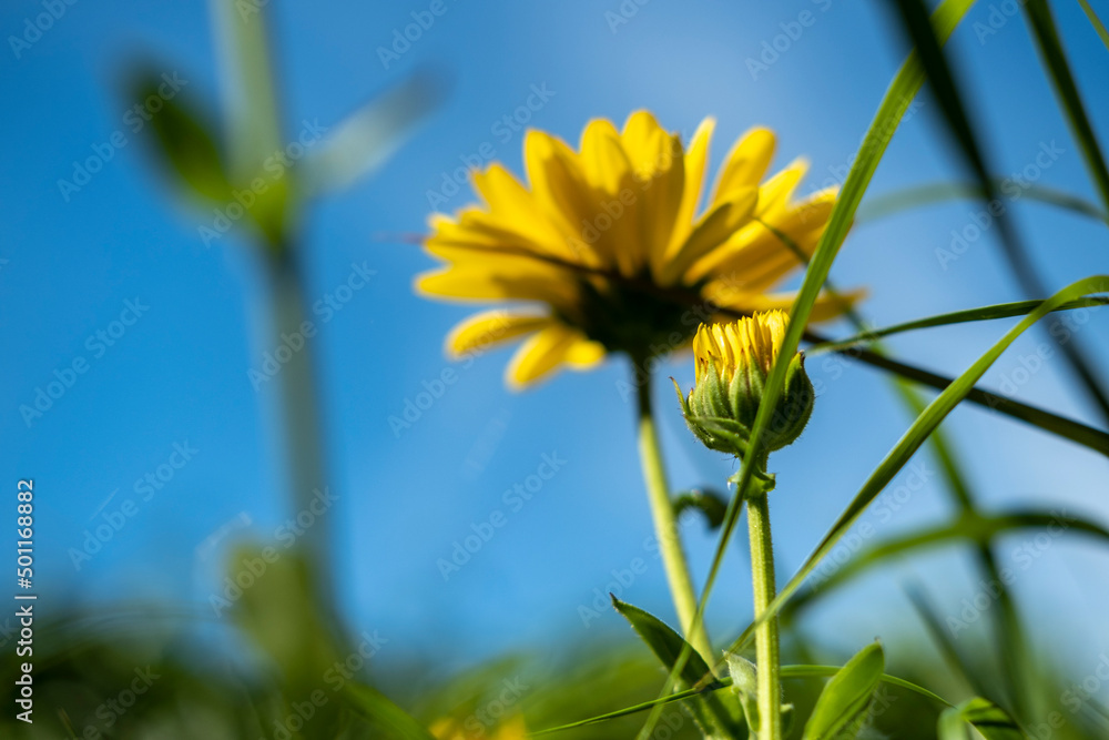 Garden with flowers during spring Garden with flowers during spring