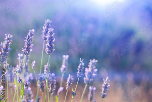 Close-up on mountain lavender on Hvar island in Croatia. Lavender oil is used in aromatherapy, perfume ingredient. Light purple natural background. Selective focus, deliberately blurred image.