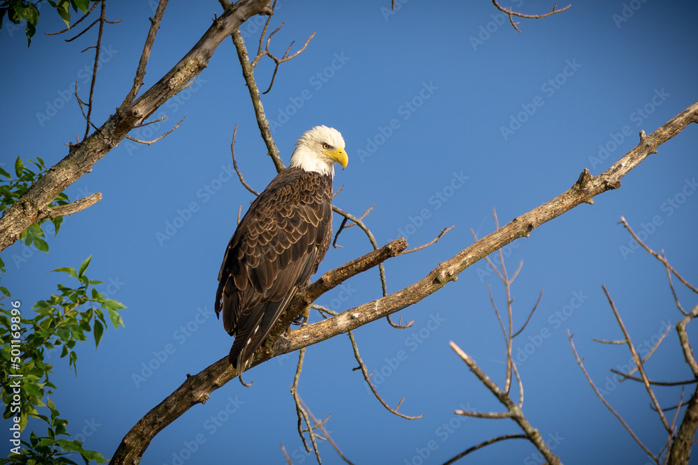 Bald Eagle sits Majestically on a Tree Branch on a Clear Blue Sky Day. Bald Eagle sits Majestically on a Tree Branch on a Clear Blue Sky Day.