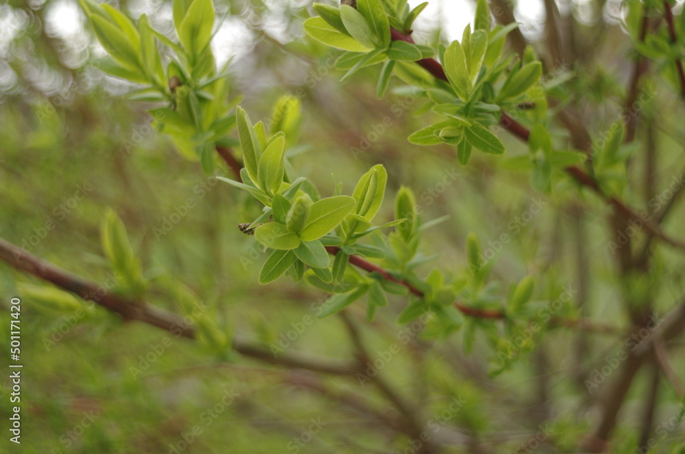 Wierzba japońska hakuro wiosną bokeh zielone liście Wierzba japońska hakuro wiosną bokeh zielone liście