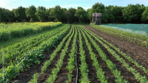 Carrot stem field root farm farming leaves leaf green vegetables growing Daucus carota aerial drone harvest land orange red garden bio organic gourd fresh cucumiform fruits grown, rows crops plant
