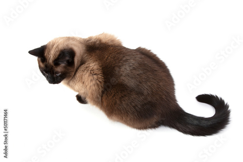 Siamese cat isolated on white background.
