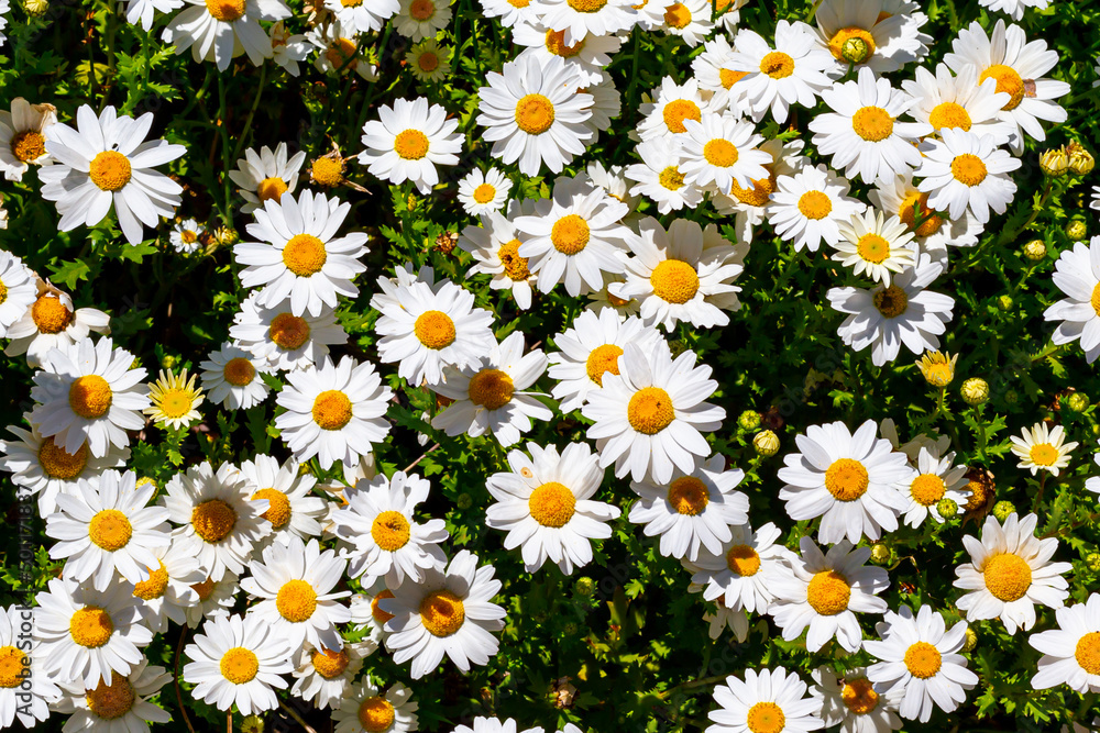 Macro photo of a flower with white petals. Spring flowers. Macro photo of a flower with white petals. Spring flowers.