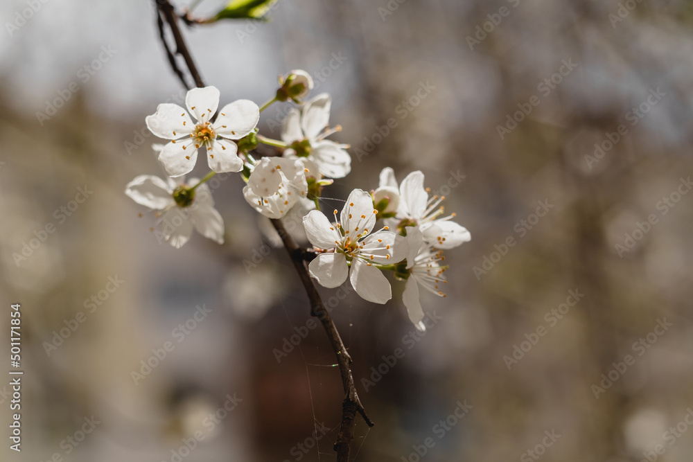Blosson cherry bunch on a blurred background in a spring garden. Blosson cherry bunch on a blurred background in a spring garden.
