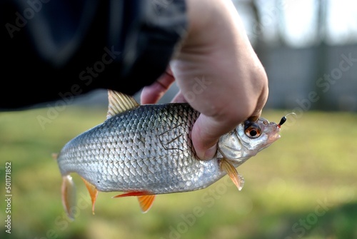 Spring fishing on the river, catch.