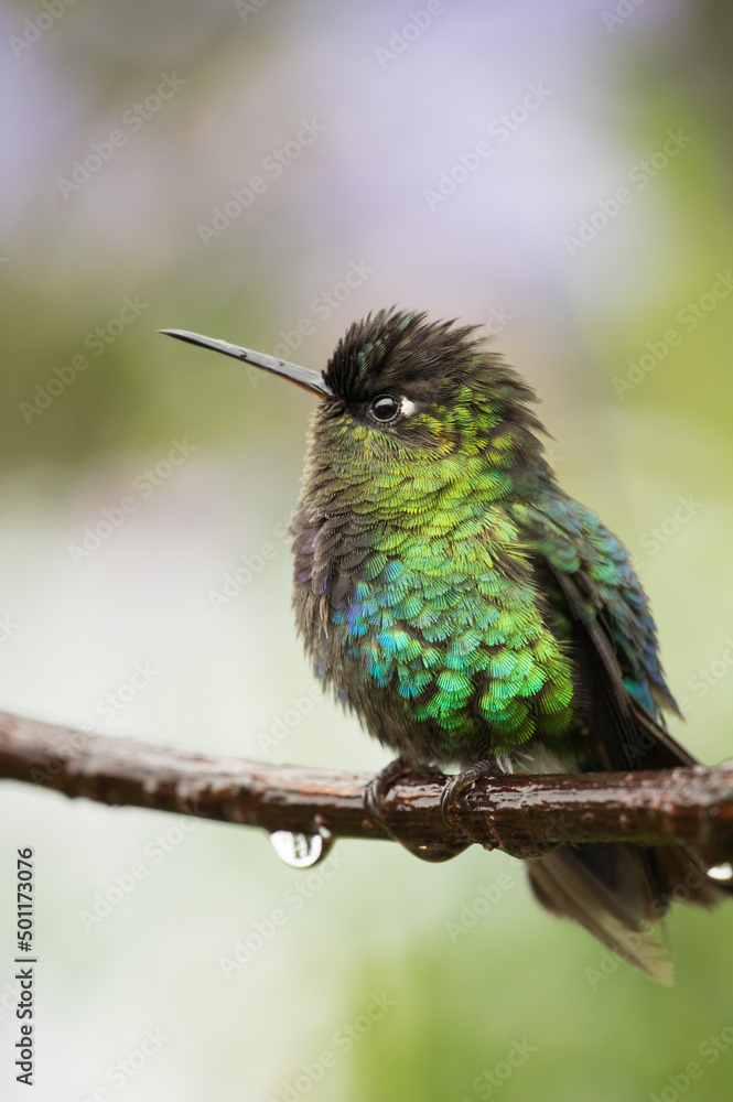 Obraz premium hummingbird