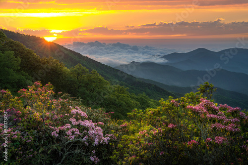 Scenic summer landscape and blooming mountain laurel, Morning light, Blue Ridge Mountains, North Carolina