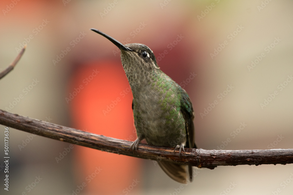 Fototapeta premium hummingbird