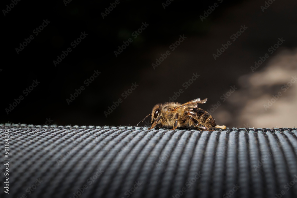 Obraz premium Biene nach dem Stich