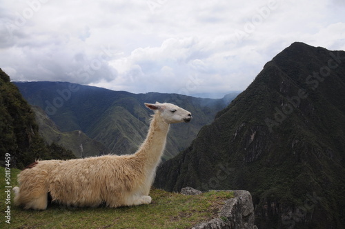 View from Machu Picchu, llama sitting on edge of mountain in Peru