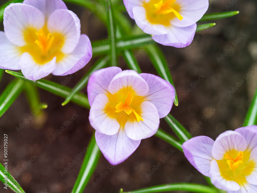 The first spring flowers, first crocuses. The beginning of spring. The first spring flowers, first crocuses. The beginning of spring.