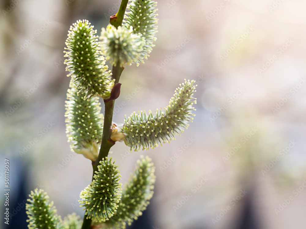 Fluffy buds on spring branches in close-up. Early spring, plant blooms, beauty, allergies Fluffy buds on spring branches in close-up. Early spring, plant blooms, beauty, allergies
