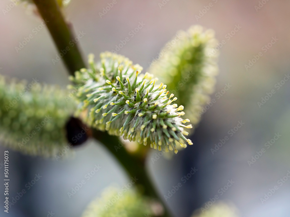 Naklejka premium Fluffy buds on spring branches in close-up. Early spring, plant blooms, beauty, allergies