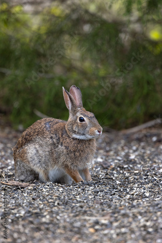 Eastern cottontail rabbit (Sylvilagus floridanus) in Sarasota, Florida. Species ID tentative.