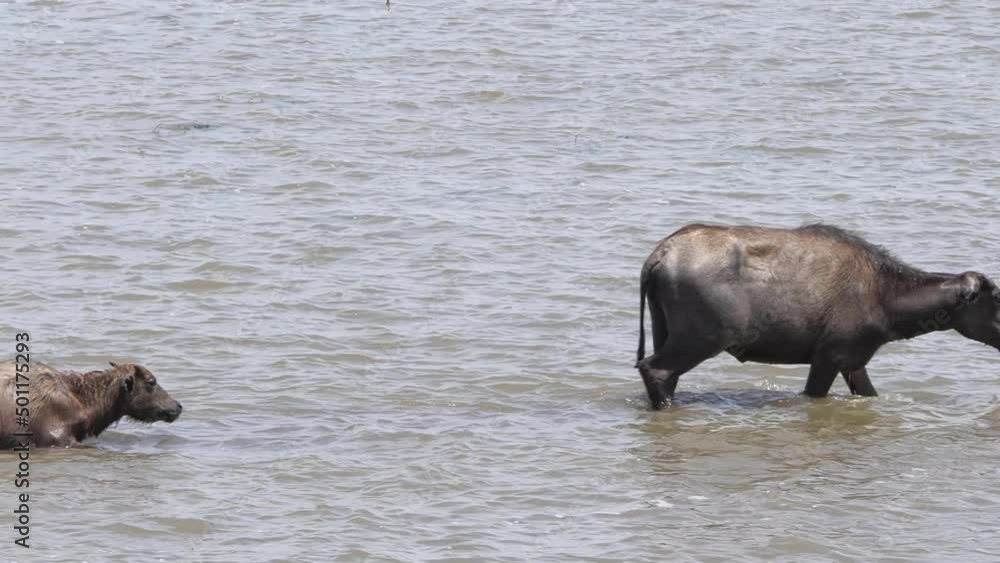 Thai local buffalos eat grass and live in the fresh green field and swamp at Phatthalung of Thailand. Thai local buffalos eat grass and live in the fresh green field and swamp at Phatthalung of Thailand.