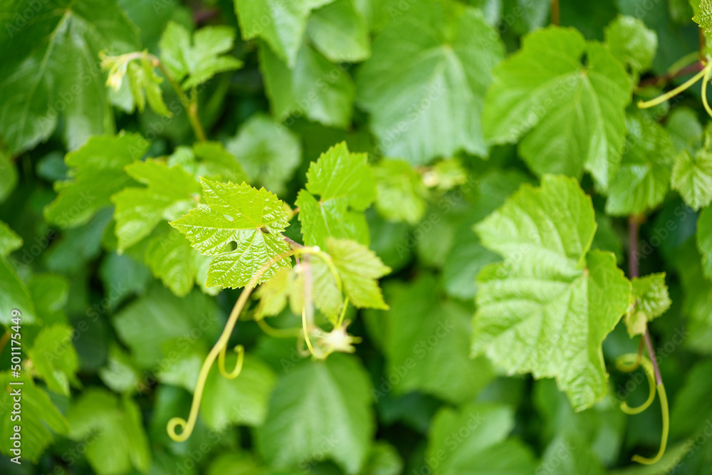 Unripe grapes with green leaves close up Unripe grapes with green leaves close up