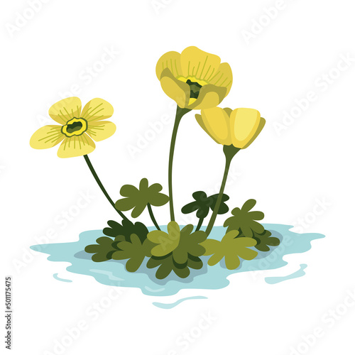 Marsh and wetland plant. Hand drawn botanical item. Swamp flora and fauna. Common plant grow in water, isolated illustration