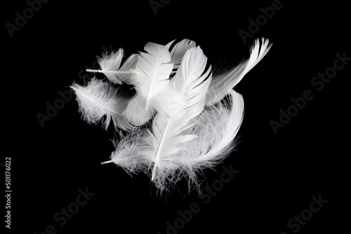 Fototapeta white feather of a goose on a black background