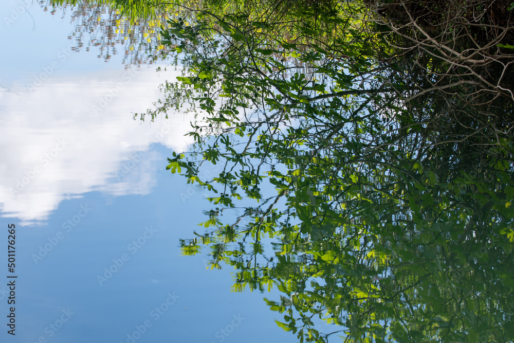 Fototapeta premium reflection of trees in water