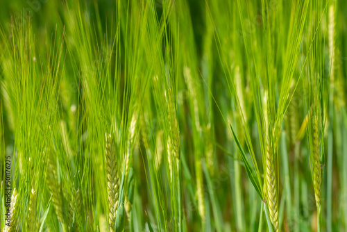 Green wheat ears background