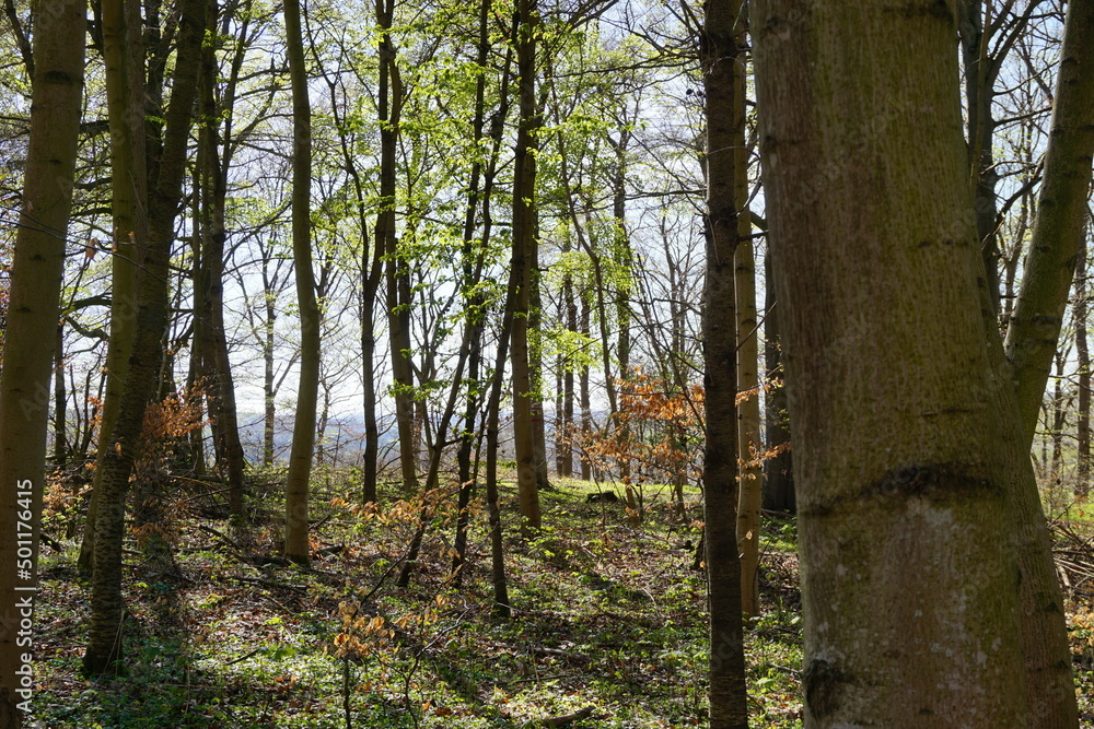 Obraz premium Bäume vor Himmel im Wald bei Sonne im Frühling 