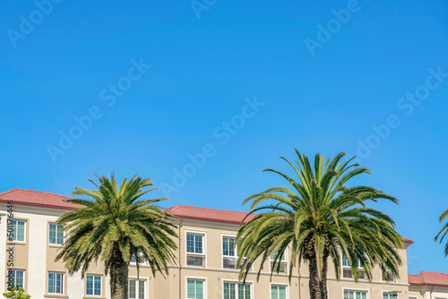 Two palm trees at the front of a residential building in San Francisco, California