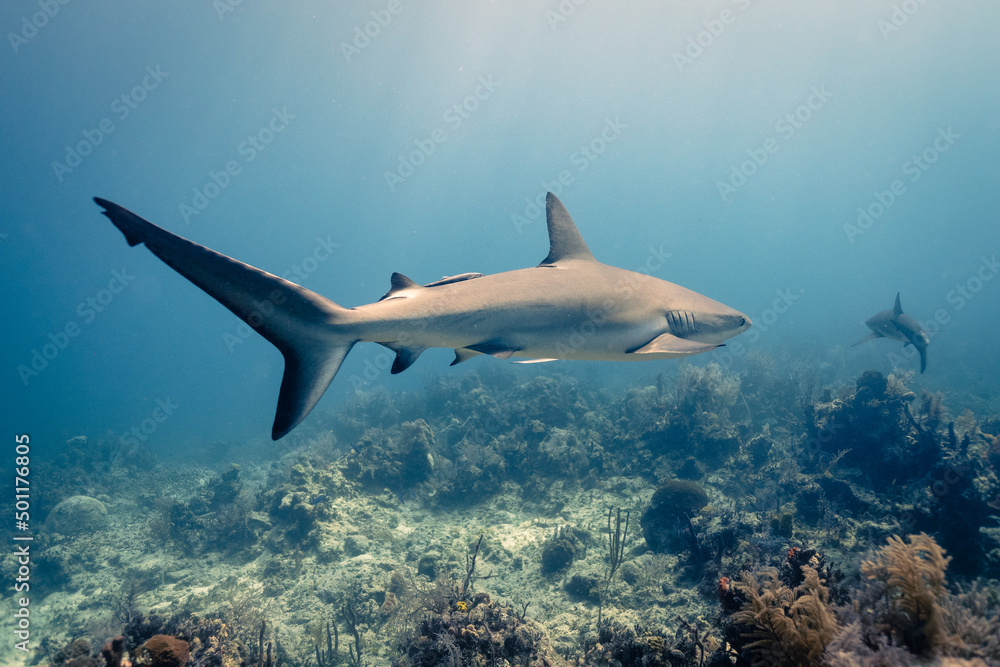 Fototapeta premium Caribbean Reef Shark 