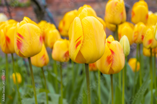 Tulipa gesneriana - Spring Blossoming yellow tulips, flower background.  photo