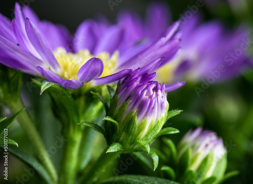 Flowering purple aster