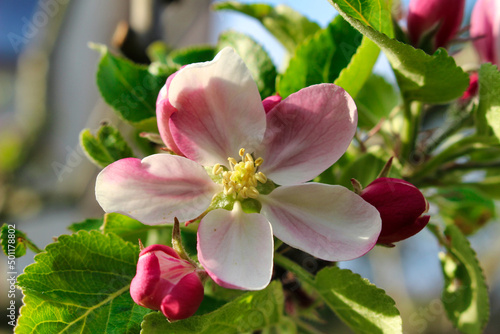 An apple blossom in detail.