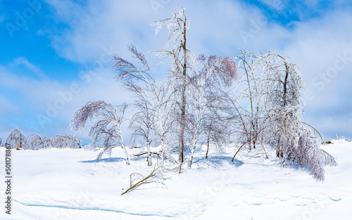 Trees ladened with Ice