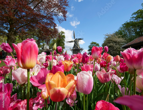 Canvas-taulu Titel: Beautiful flowers such as tulips and daffodils in the largest spring flow