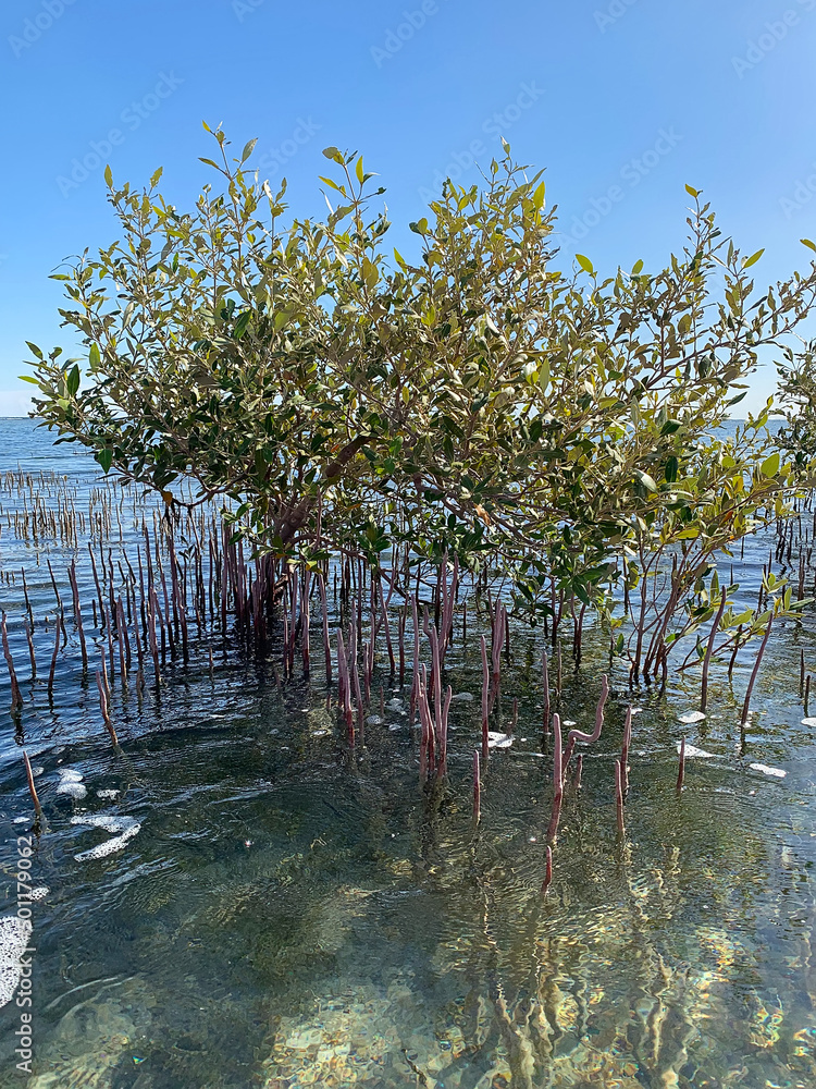 Mangrove grove in salt water of the Red Sea. Nabq protected area near Sharm El Sheikh city, South Sinai, Egypt, North Africa. Egyptian mangroves Mangrove grove in salt water of the Red Sea. Nabq protected area near Sharm El Sheikh city, South Sinai, Egypt, North Africa. Egyptian mangroves