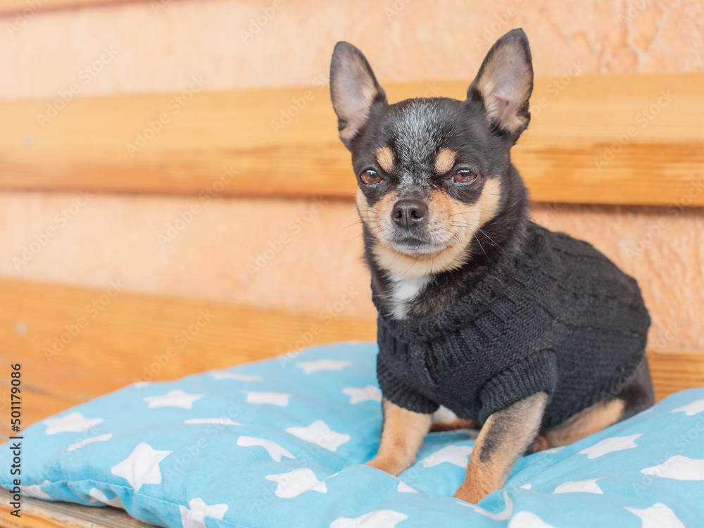 Dog portrait. Chihuahua dog on a cheese pillow on a bench.