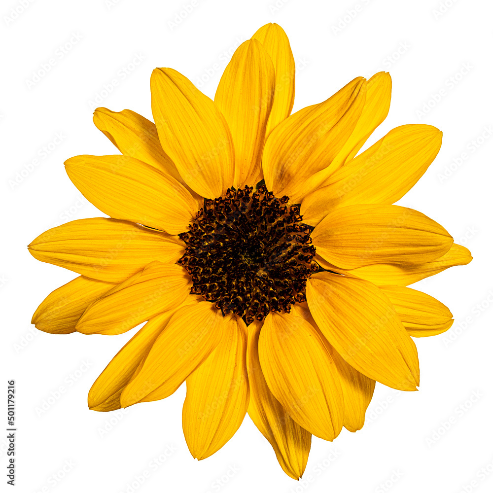 Obraz premium sunflower isolated