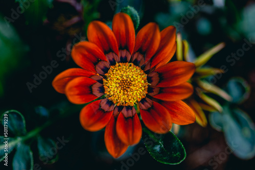 orange dahlia flower