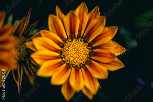 orange flower on black background