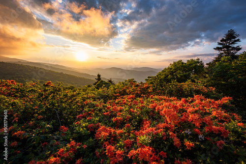 Foto Blooming flame azalea at sunset along the Appalachian Trail in Tennessee