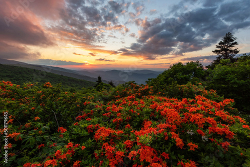 Obraz na płótnie Blooming flame azalea at sunset along the Appalachian Trail in Tennessee
