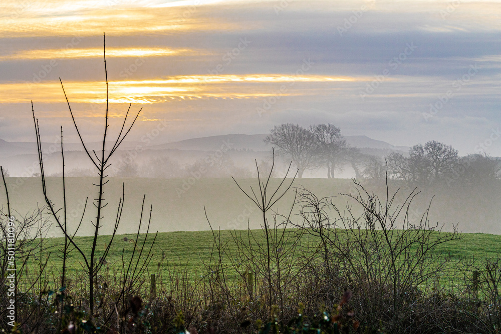 Obraz premium Bare branches on a misty winter dawn in Irthington, Cumbria, England UK