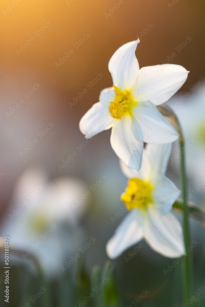 Daffodil flowers on a background of evening sky Daffodil flowers on a background of evening sky